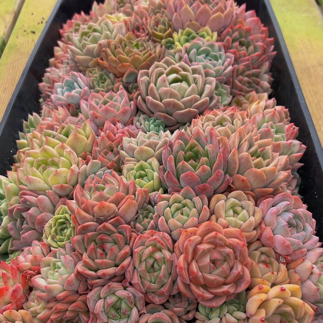 012多肉葡萄的味道是真的很好吃