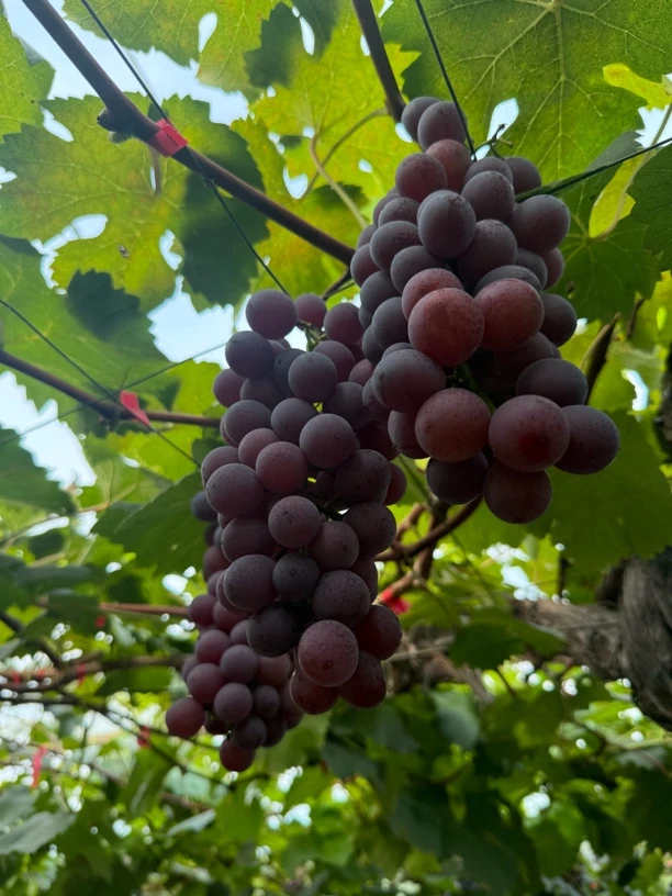 夏黑葡萄吴江当地现采现发