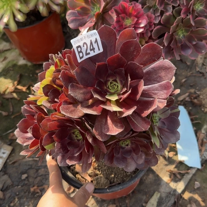 黑寡妇……多肉植物……