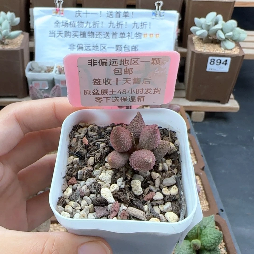 莹****球922红天鹅多肉植物