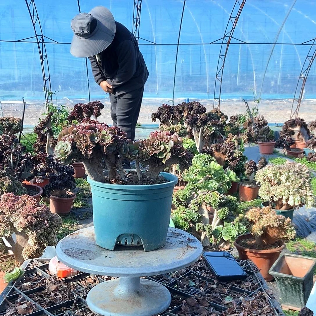 完全开放玫瑰缀化丛林