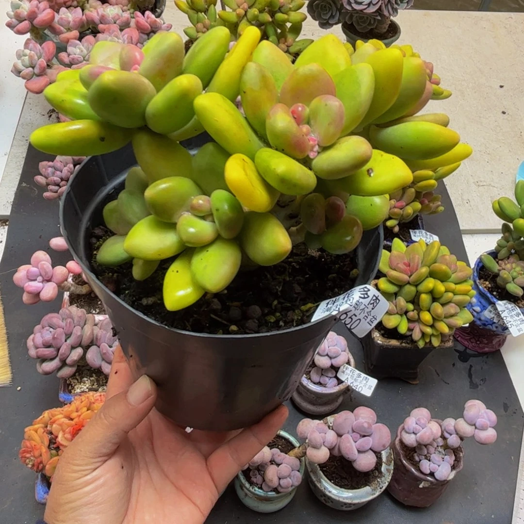 650芒果奶15cm多肉