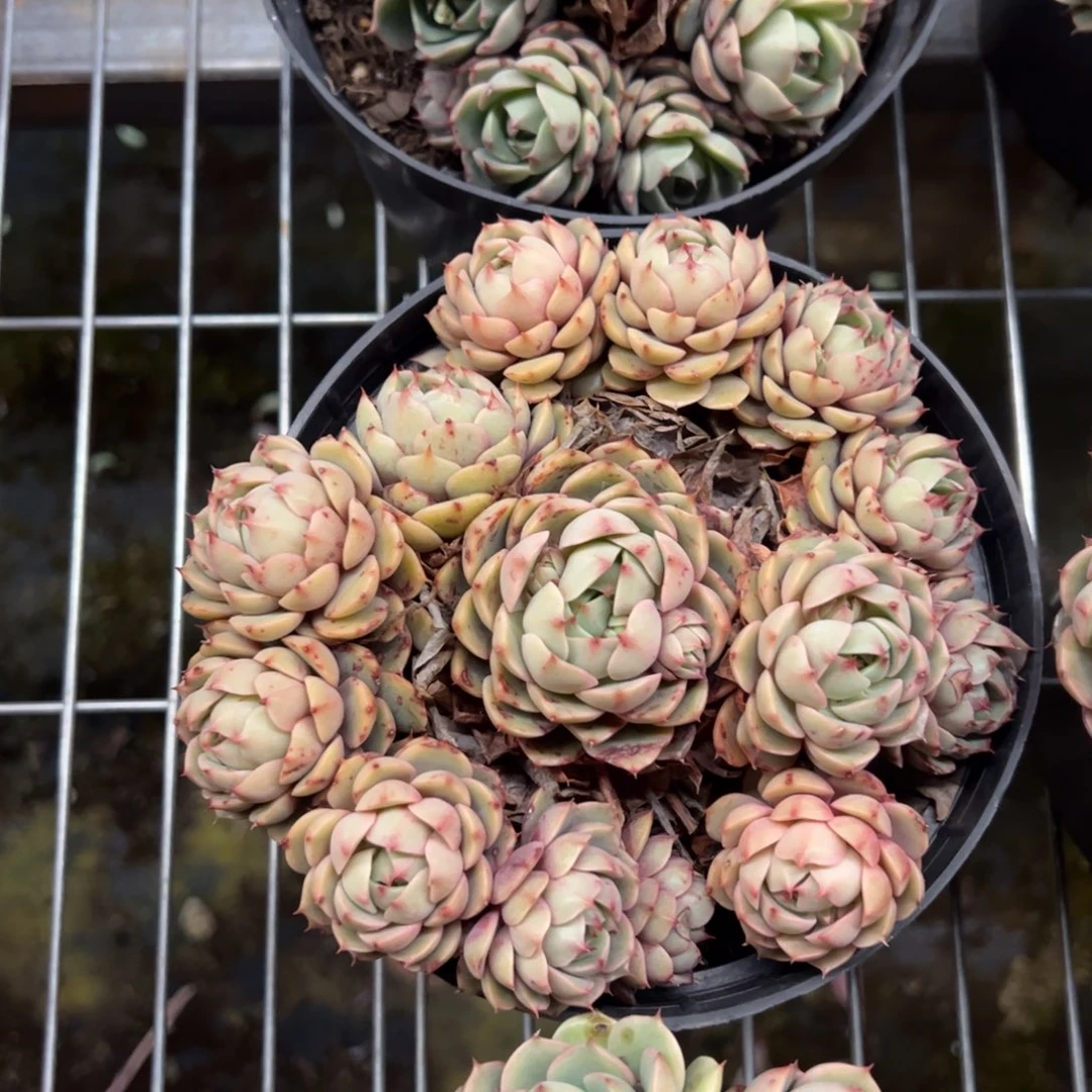 苯巴蒂斯手捧多肉