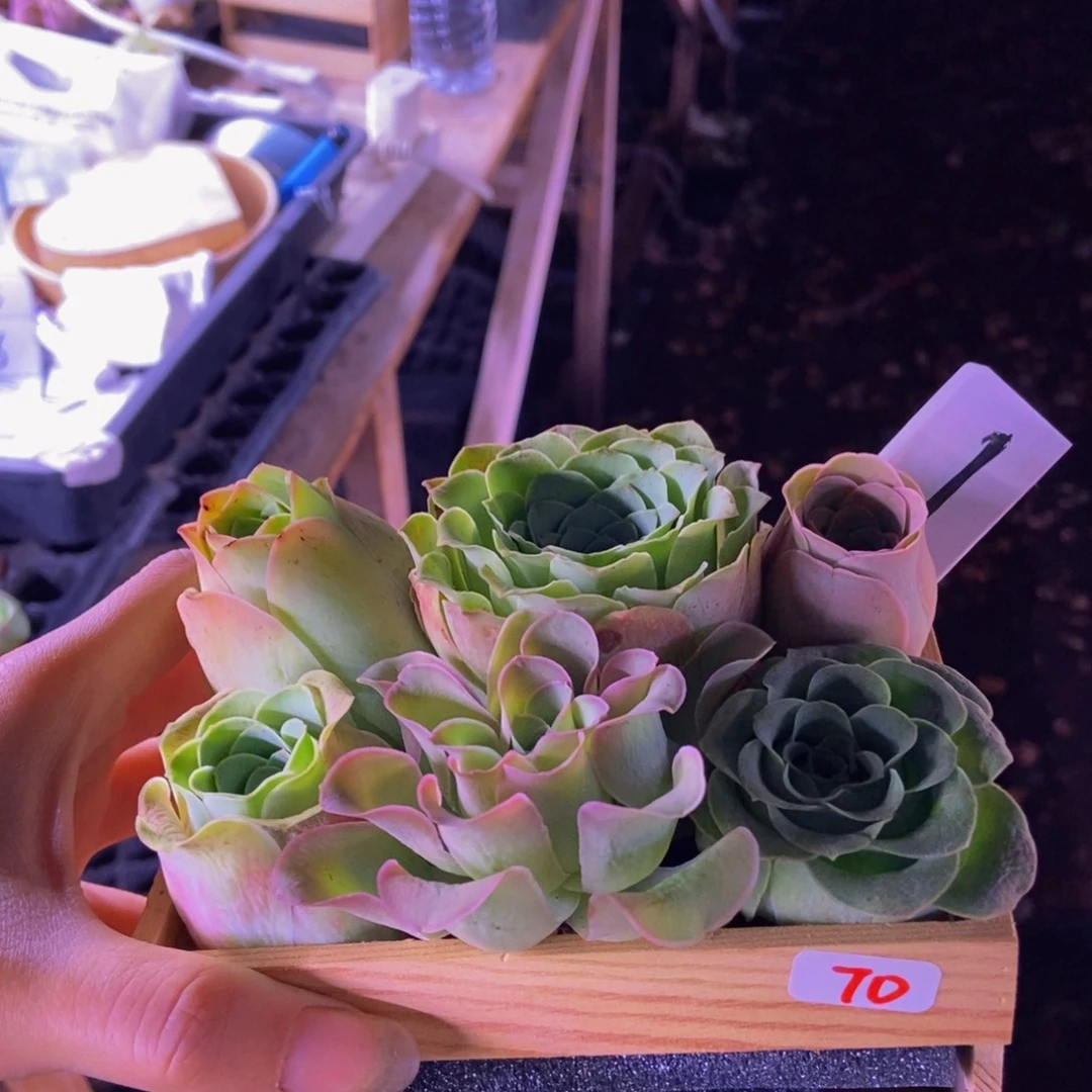 心***阳多肉植物山地玫瑰70号木盒