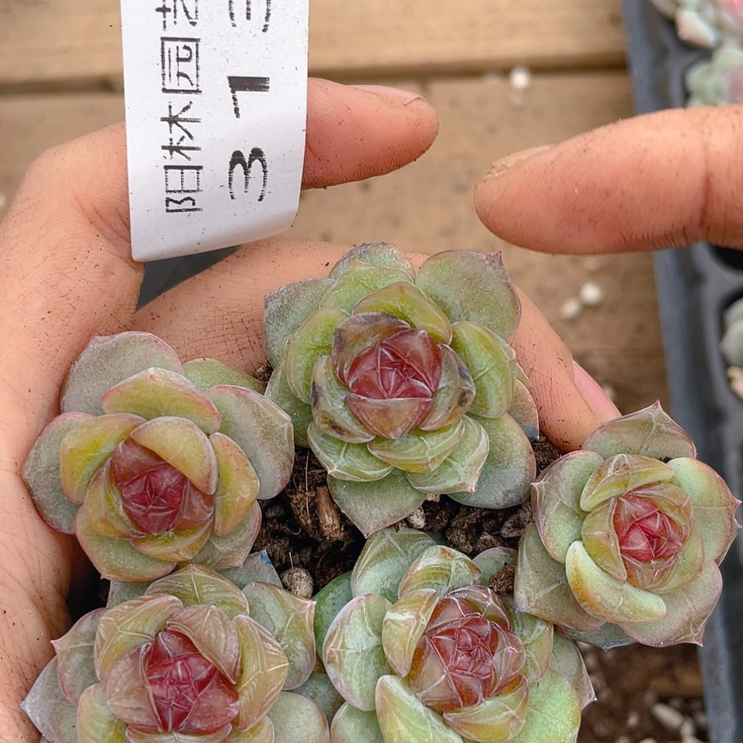 浅***浅多肉植物多肉植物313