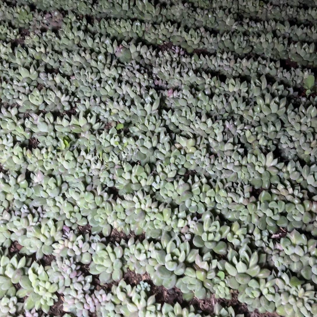 太***3十级福利不售后大群无砍