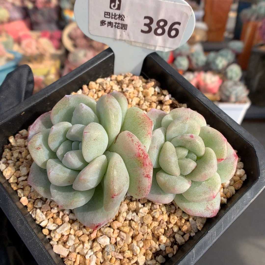 386 冰玉石化多肉