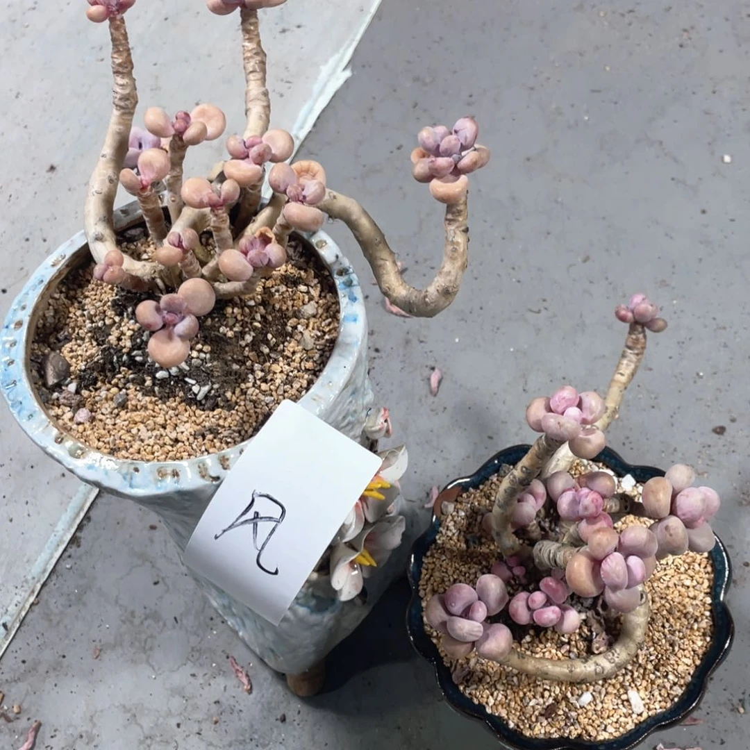 风专拍桃蛋两颗老桩