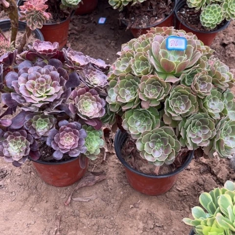 816多肉植物组合，