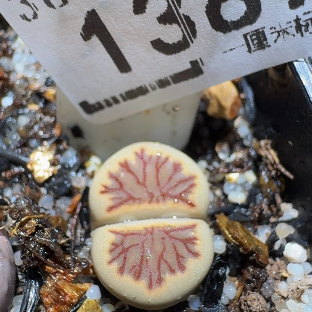 zzzz精品生石花1387