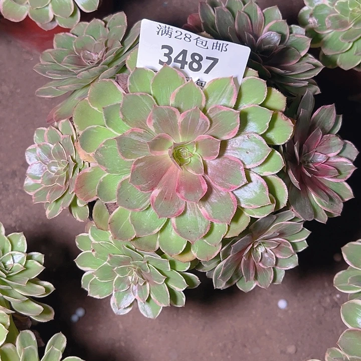 3487莲花座多肉植物