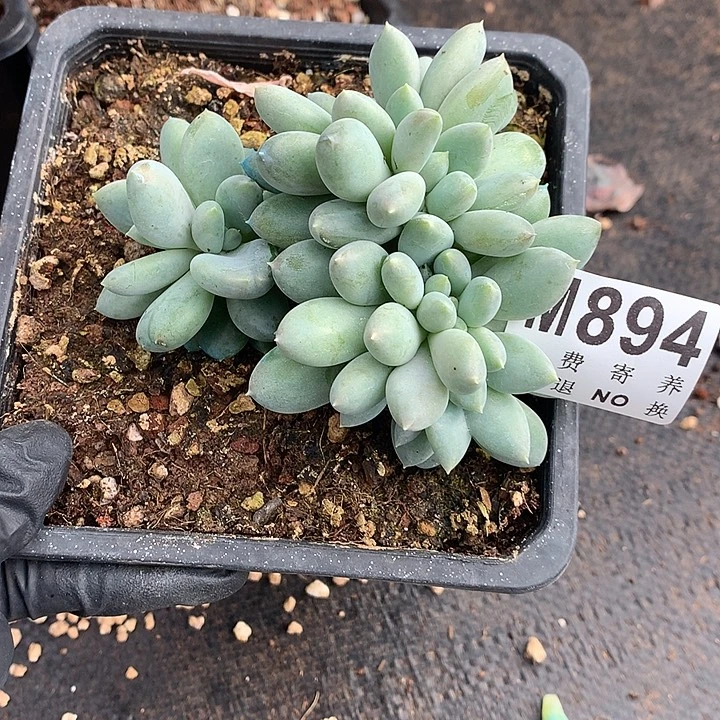 胖哥特缀化 多肉植物 9.25号左右发