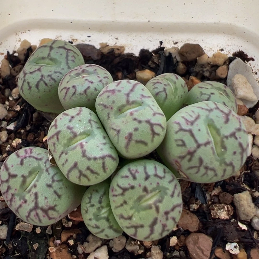 糊***涂54多肉植物百科植物