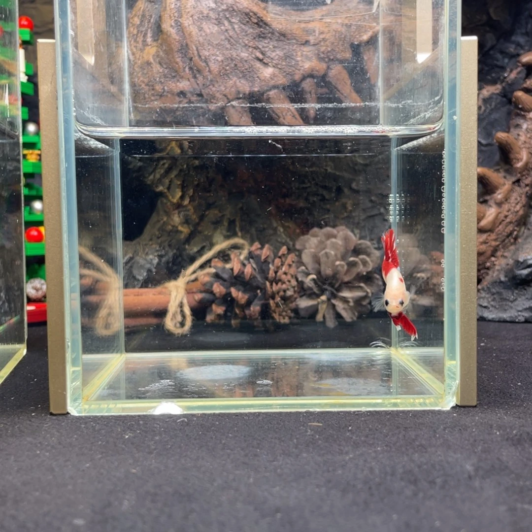 斗鱼十二月十七日竞价