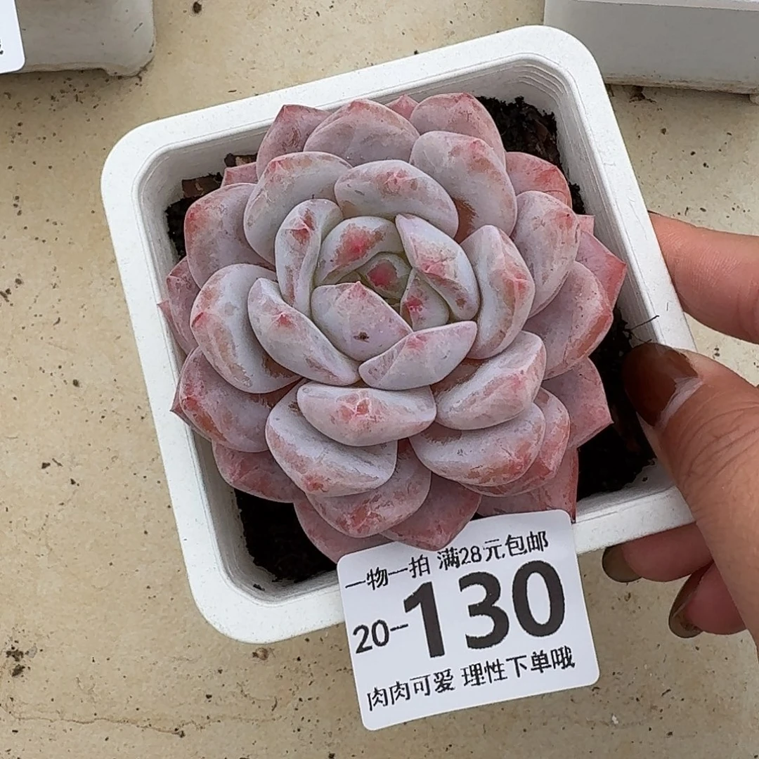 橙梦露无盆土发货