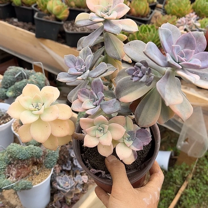 洋***Y紫乐景A120多肉植物精品