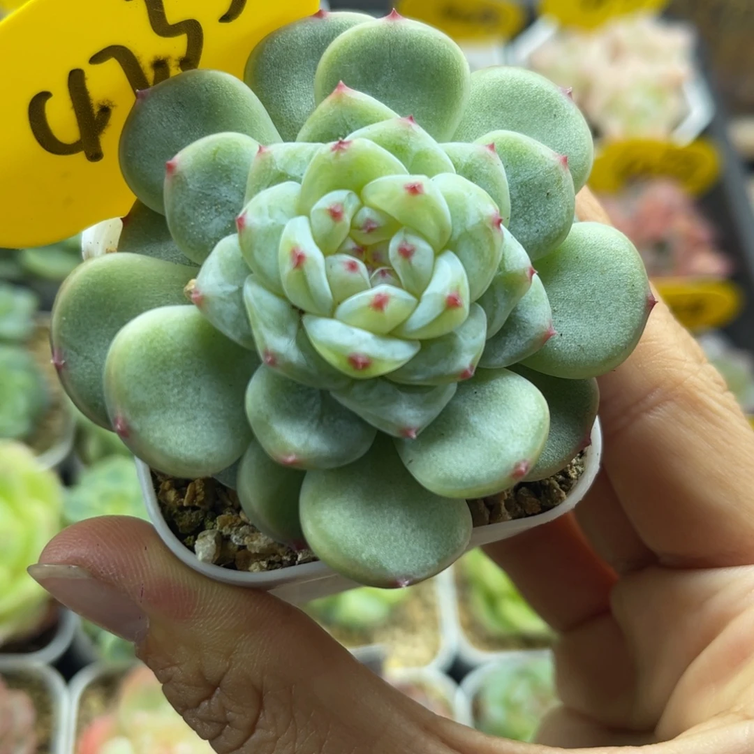 胭脂甜心单头4235