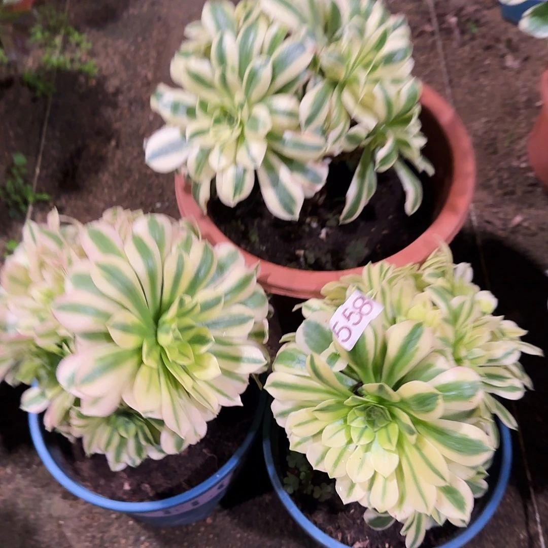 多肉植物福利3棵558金丝翡翠迈巴赫