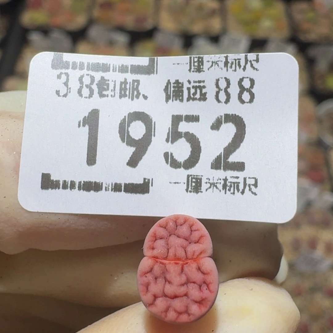 钱***敉Ssss精品生石花1952