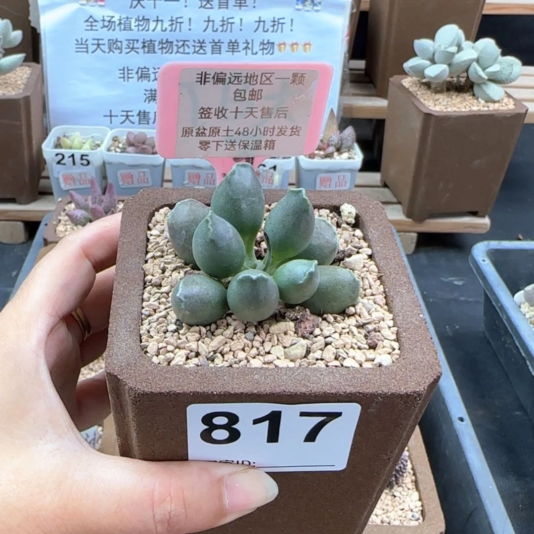 817三代紫海报多肉植物