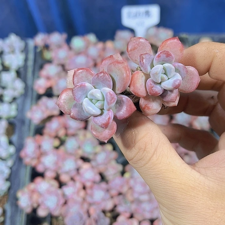 花斑鹿 满10颗包邮