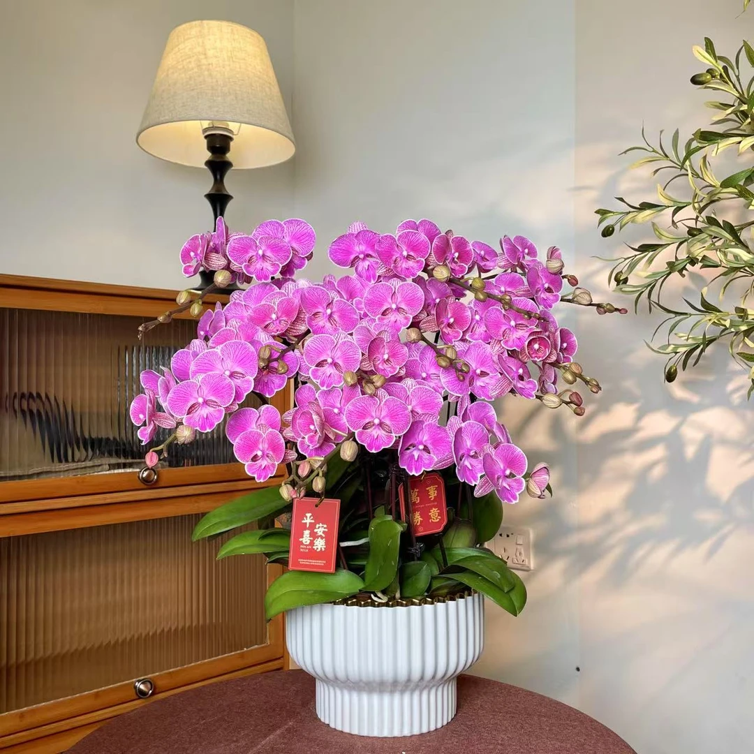 【红袍-蝴蝶兰】轻奢 中式 禅意 绿植盆栽 送礼装饰 年宵花