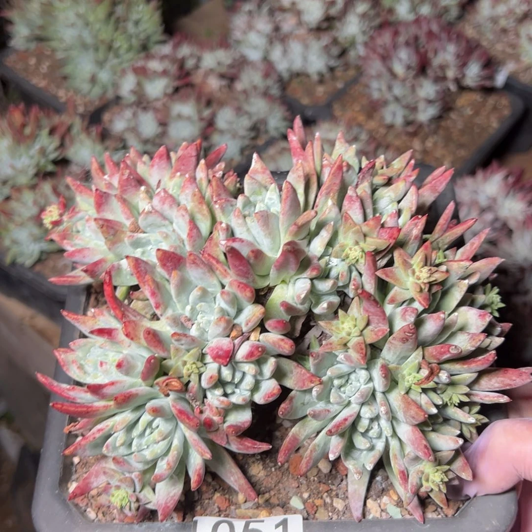 1051哈哈哈哈哈哈哈哈哈