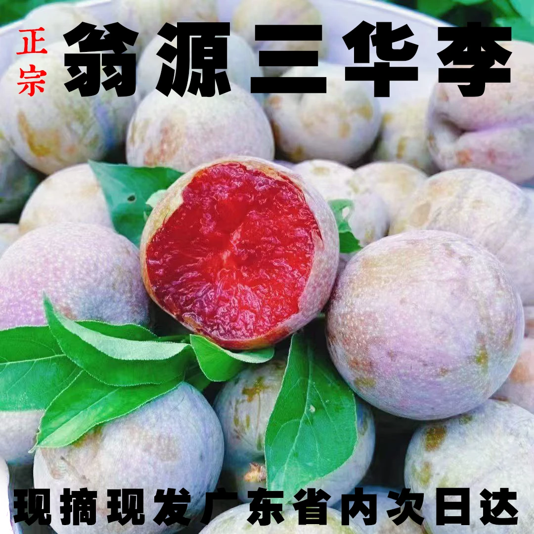 【10斤】正宗翁源三华李清甜爽口新鲜现摘当季水果