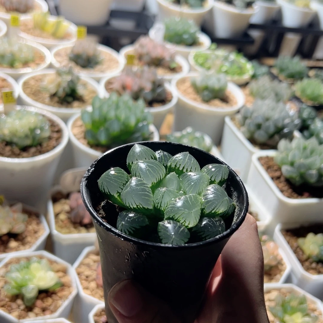 糯玉露多肉植物一颗