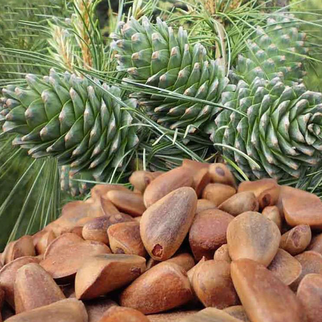 新鲜饱满大颗粒东北红松子原味开口野生松子松树籽开口松子无添加