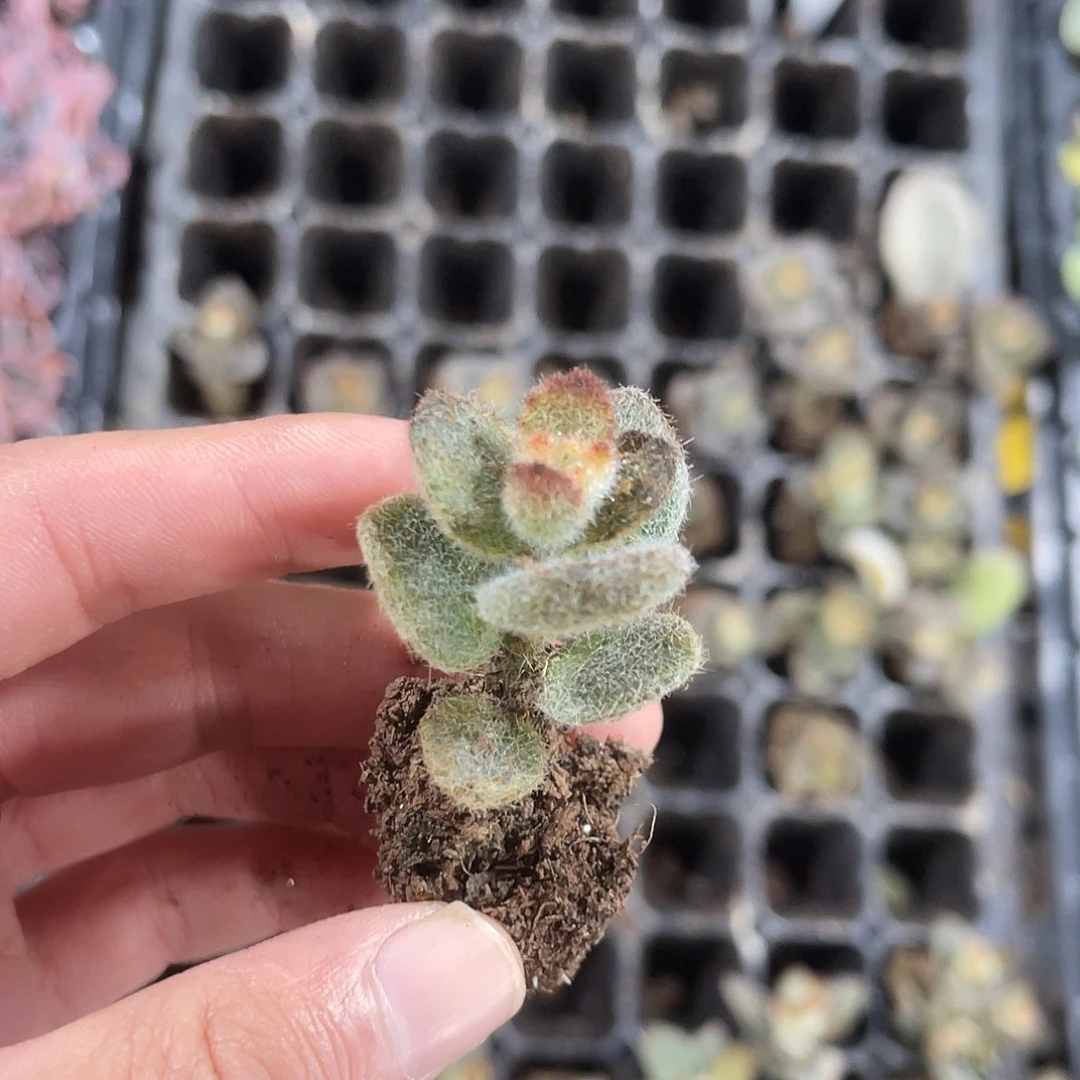 精品泰迪熊多肉植物