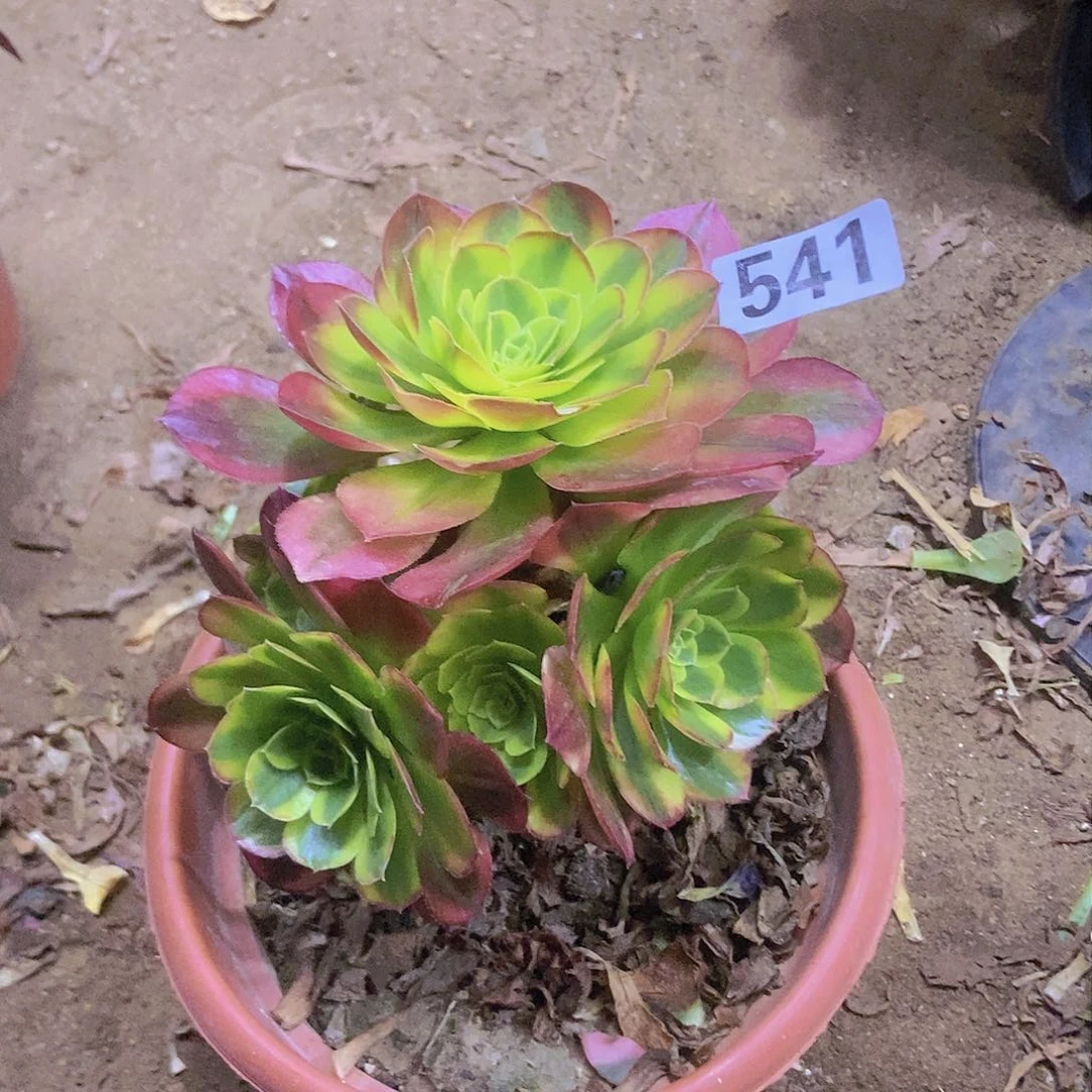 541奶白锦老庄手捧朵朵