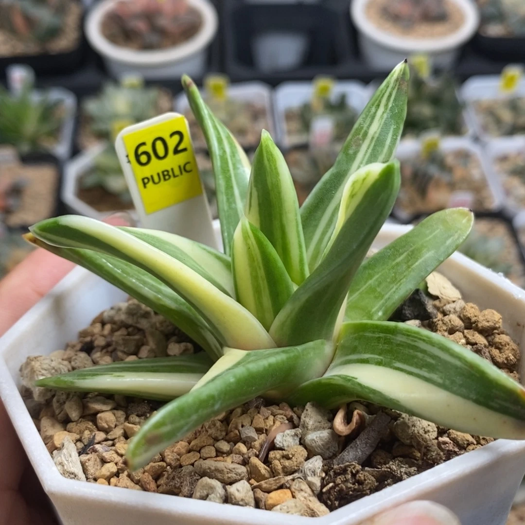 602瑞鹤锦一物一拍