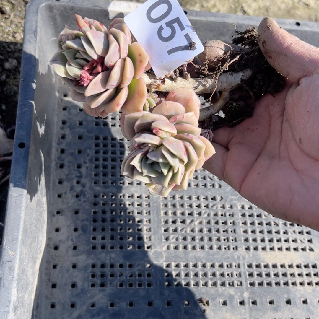 梦**冰057可爱玫瑰拉丝