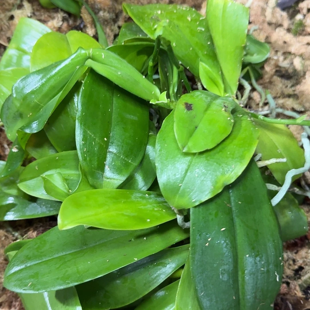 当前无花栽培后可以开花yss1141 裸根苗 瑕疵