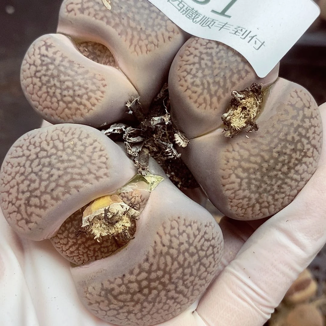 我还想和他们出去逛逛看看331