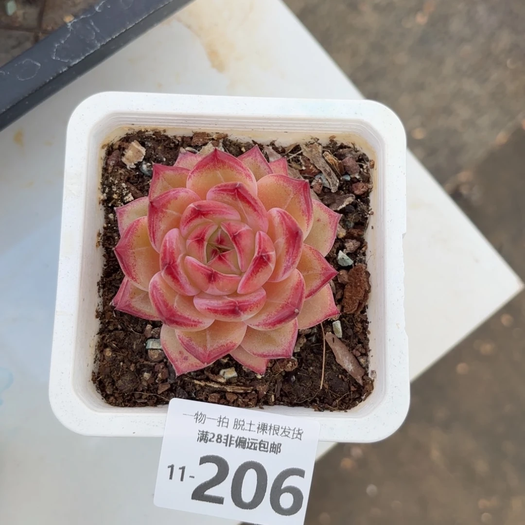 黑武士多肉多肉多肉