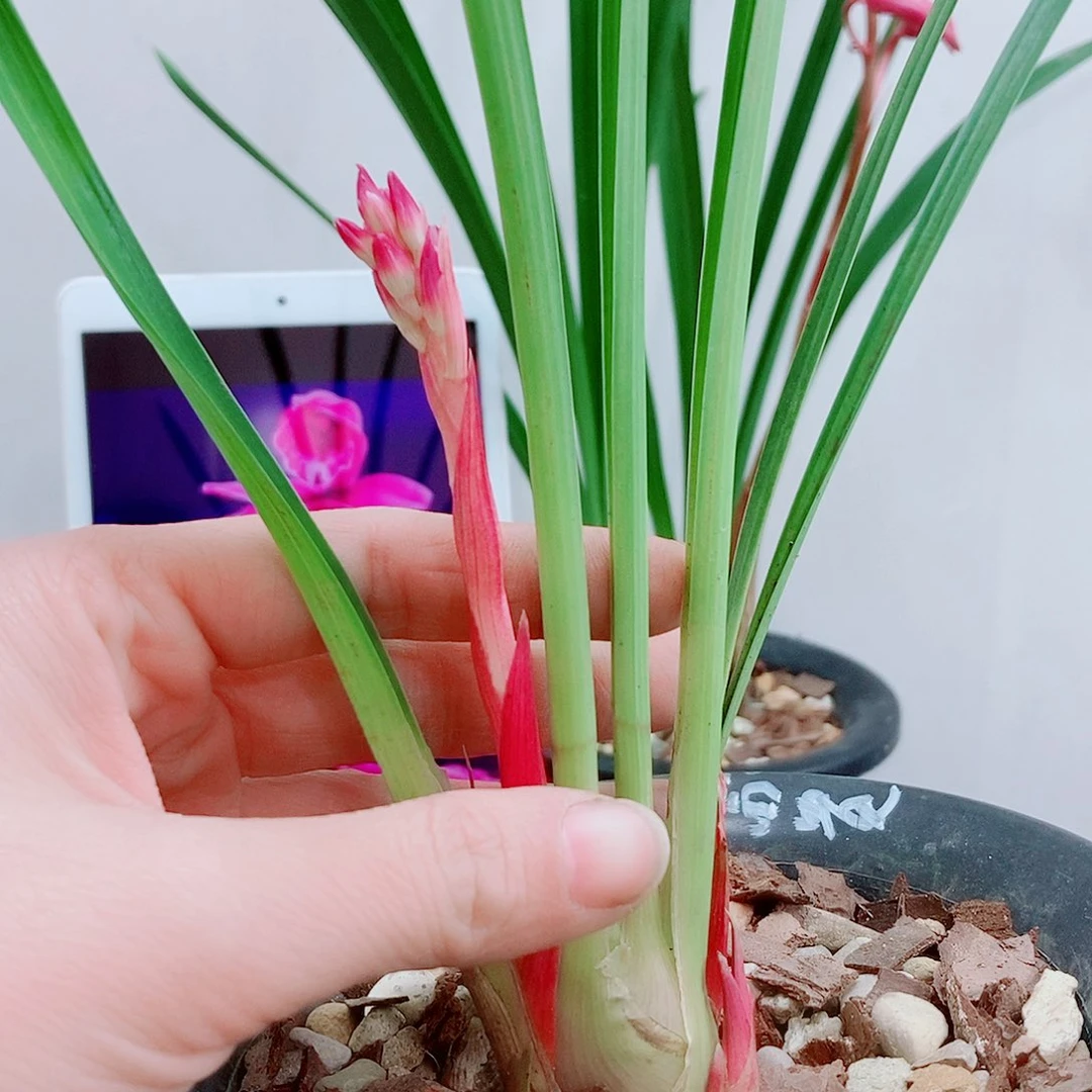 当前无花栽培后可以开花