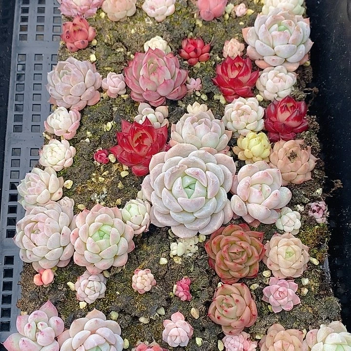 57 多肉植物盆栽花卉植物