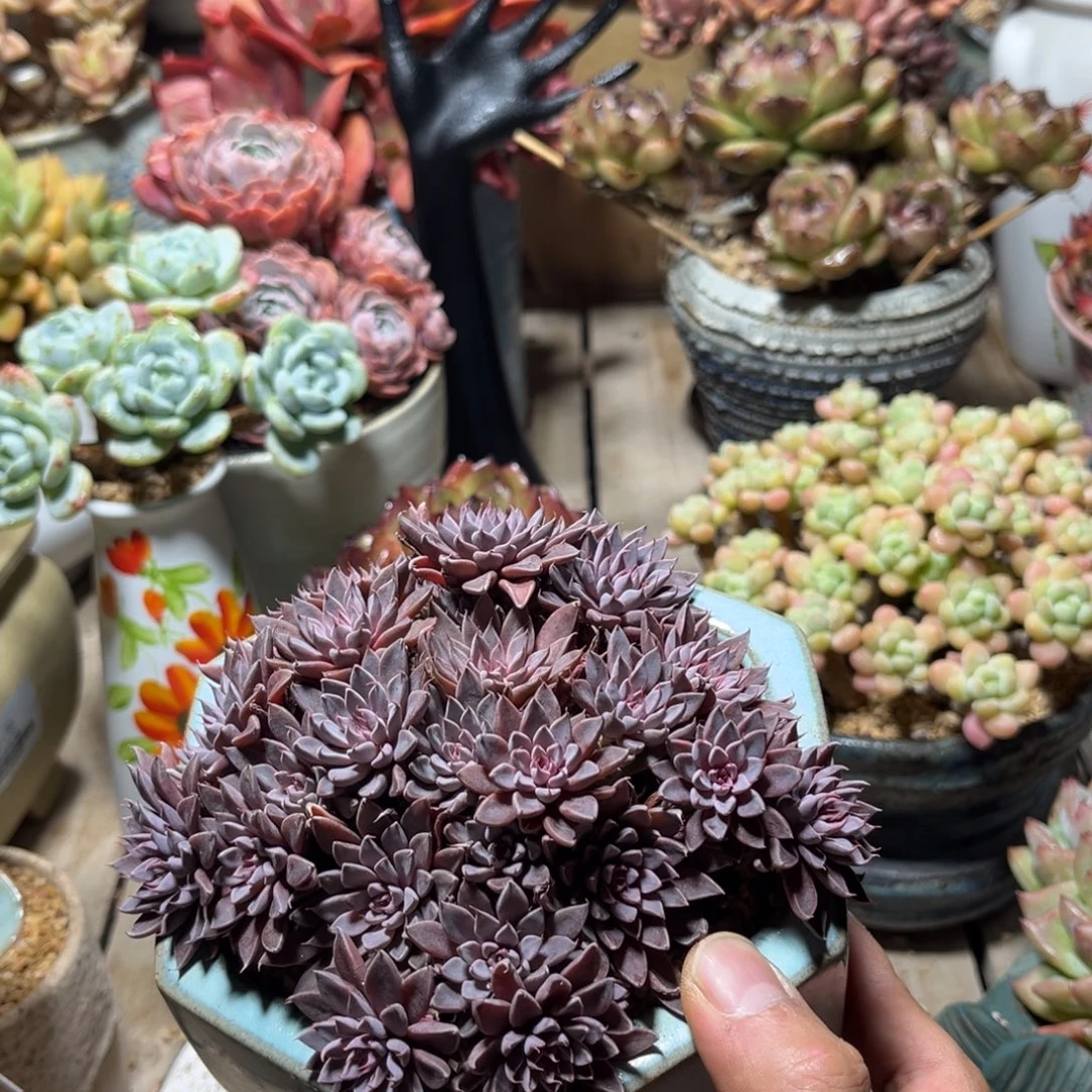 莹天女多肉植物chibun