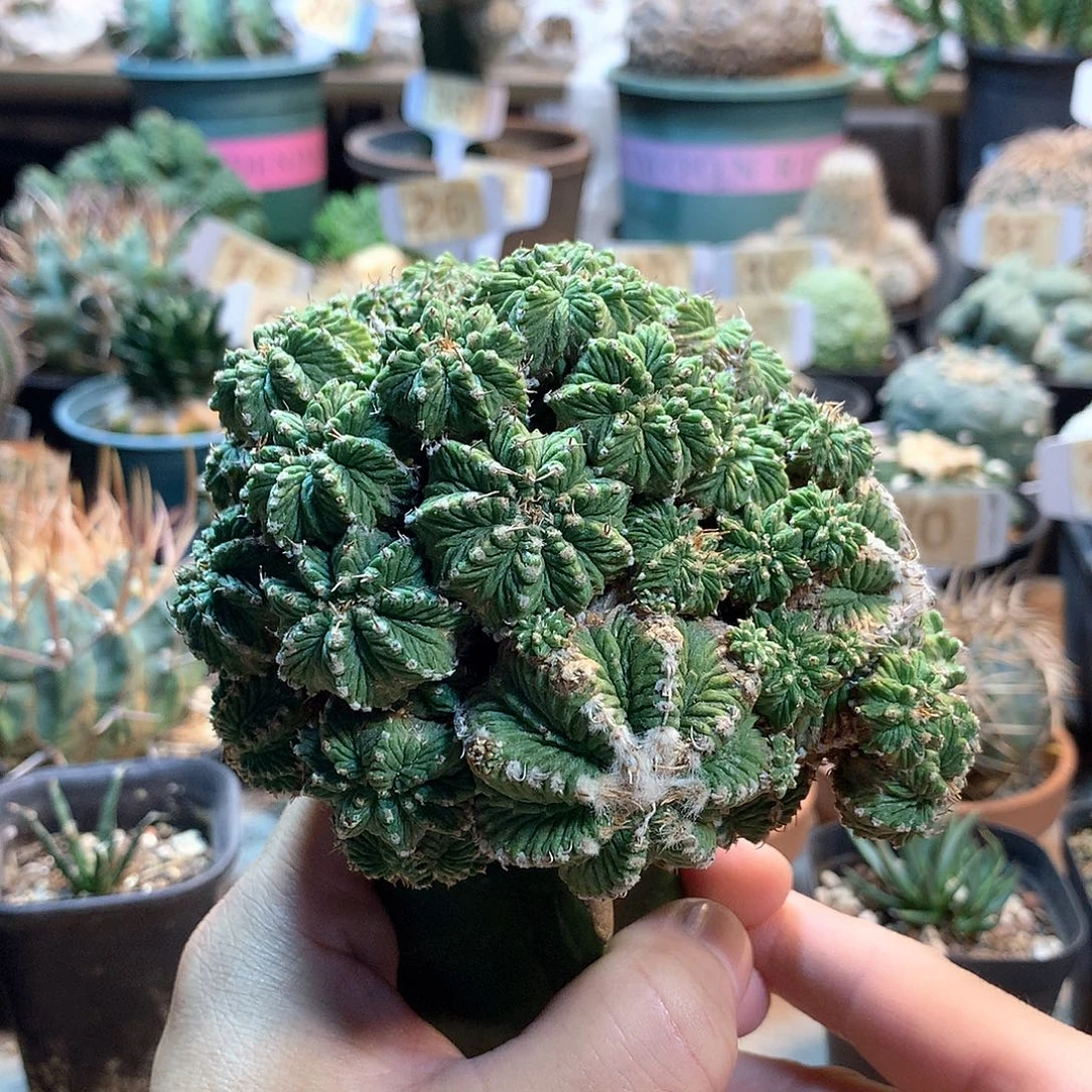 老花笼没根