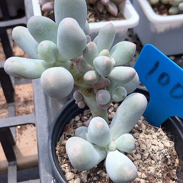 多肉植物米可1007