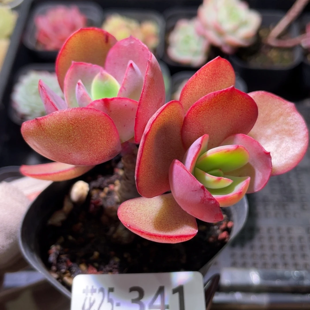 花利美25-341秀妍