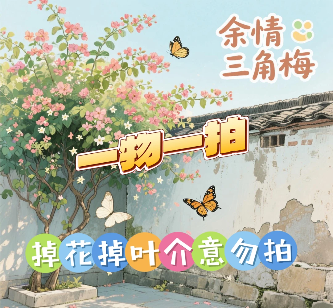 橙口红【一物一拍】四季三角梅庭院阳台花卉