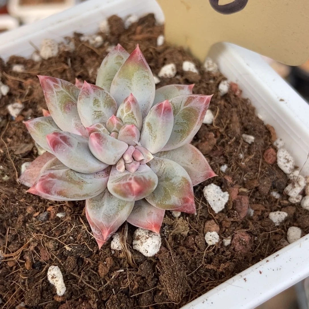 530伊丽莎白多肉植物保护