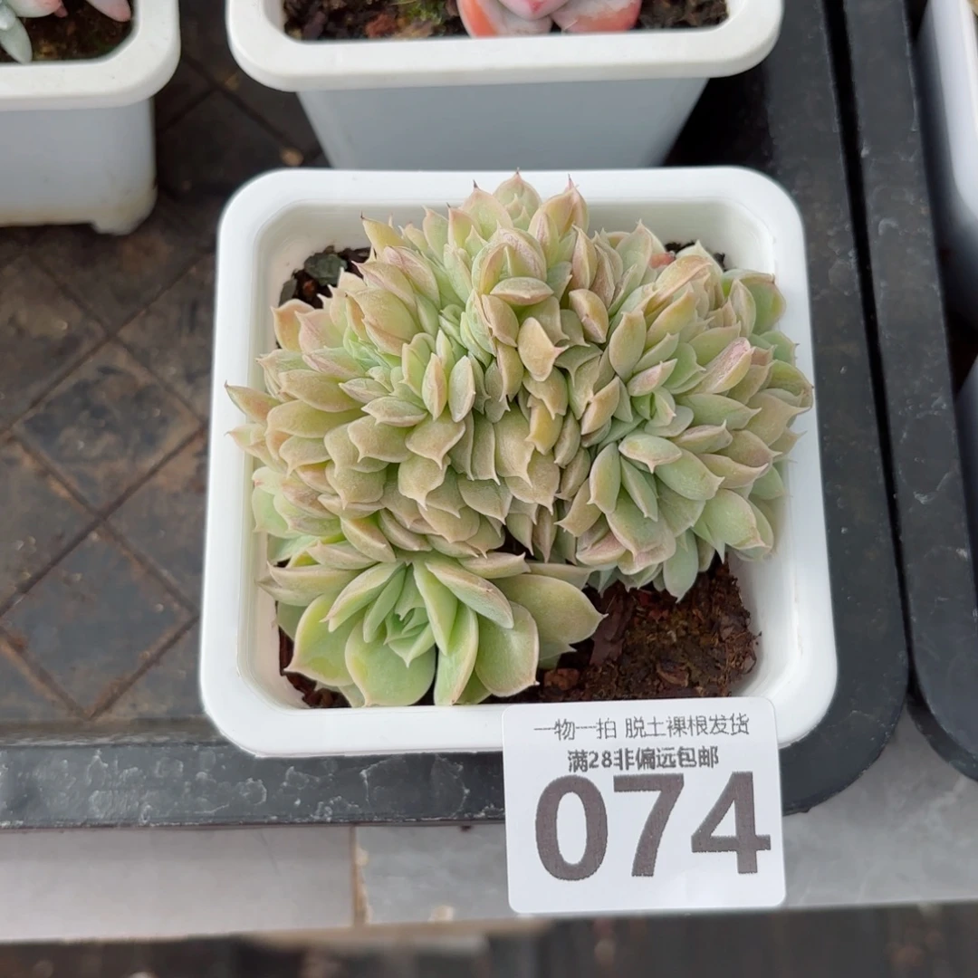 昂斯诺缀化无盆土发货