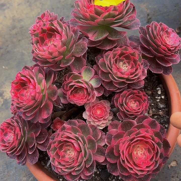 多肉植物海神法师909