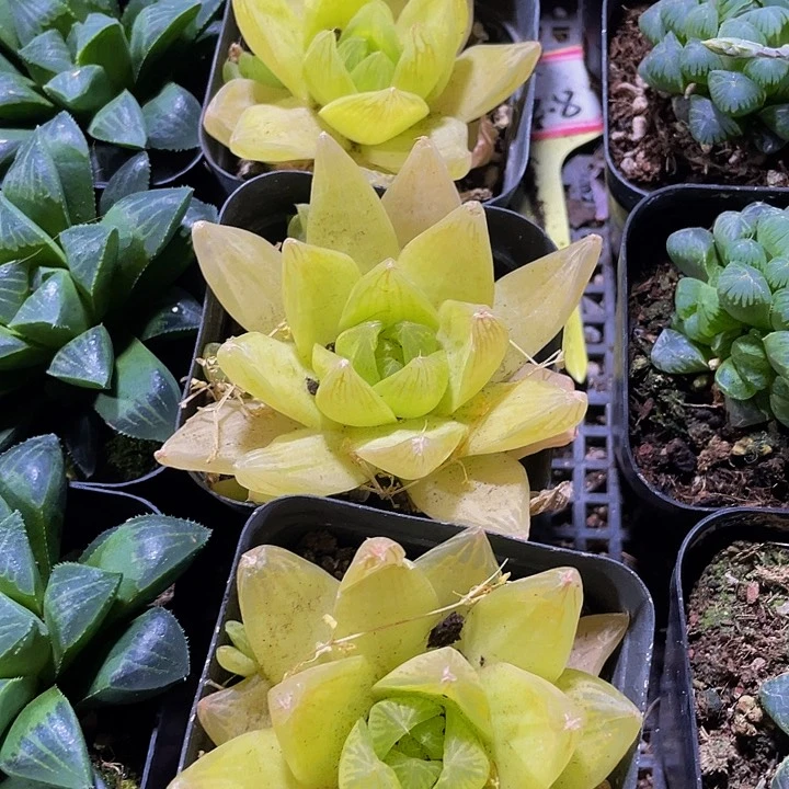 黄金玉露3.8带盆土