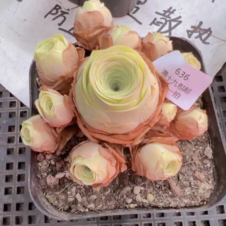 636 裸根不带土，发货不包损