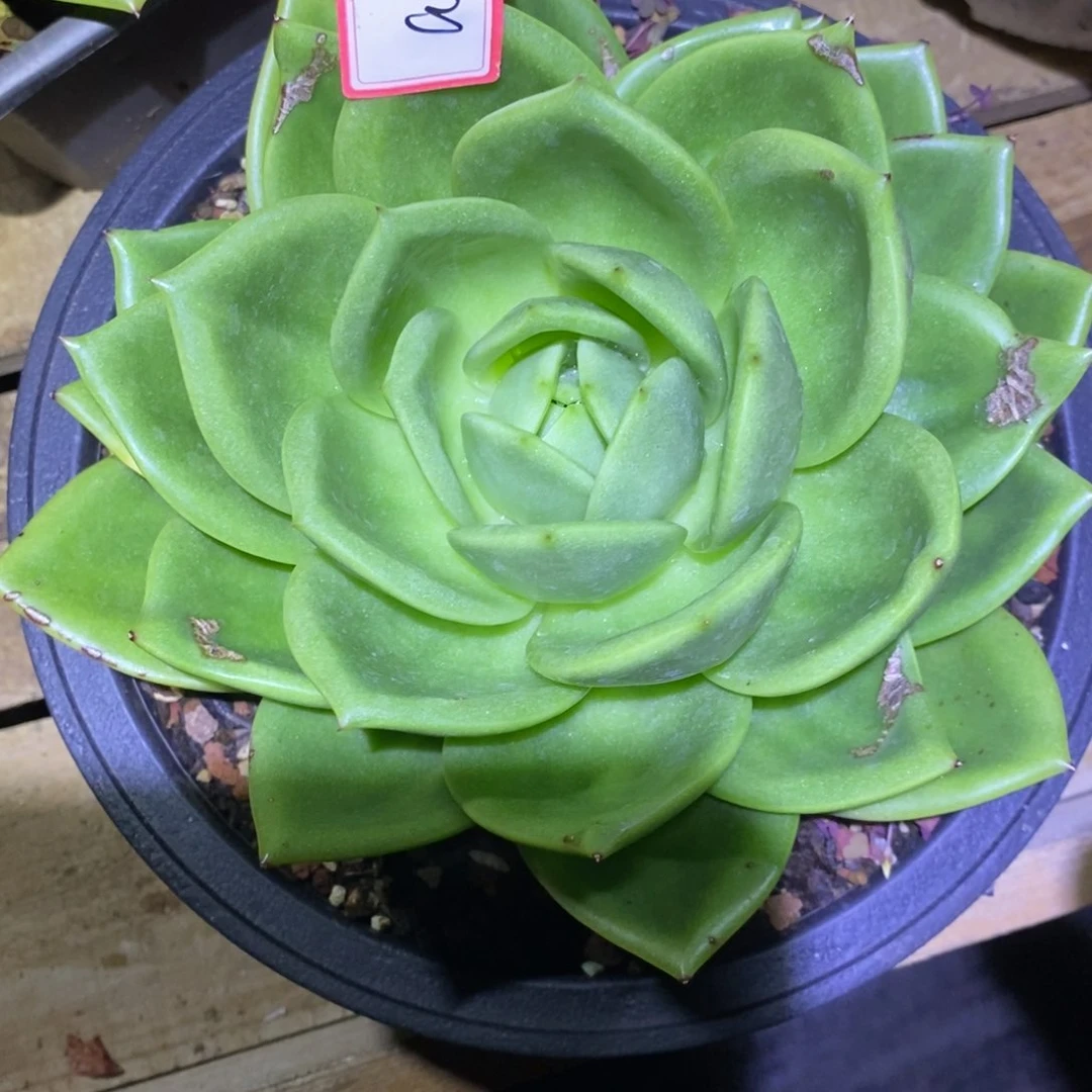 ?***?福利大漏翠花a5